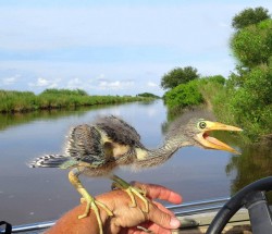 “For anyone who wonders what happened to the dinosaurs, here’s a baby blue heron…”