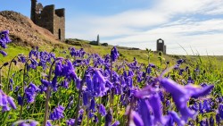 Bluebells and tin mines