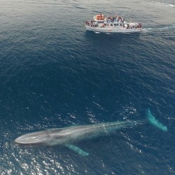 Magnificent blue whale spotted off the cost of Newport, CA