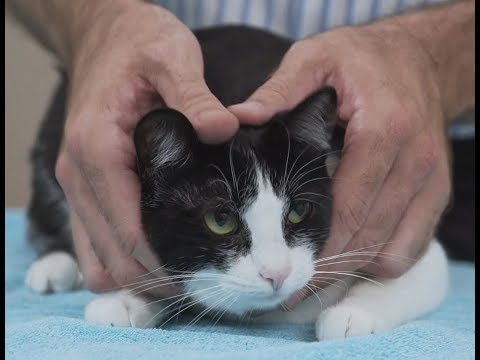How to pick up a cat like a pro – Vet advice on cat handling. – YouTube