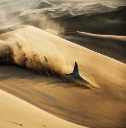 Sand shark