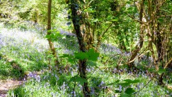 Bluebell woods May 2018
