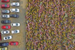 The unexpected beauty of China’s bicycle graveyards – in pictures | Cities | The Guardian