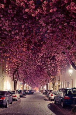 Cherry Blossom Trees in Germany