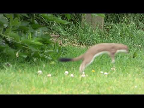 Had a family of stoats pay a visit today, never seen any in the wild before :)