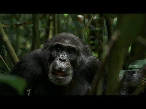 (2017) Rise of the Warrior Apes [01:27:08] Filmed over 23 years, tells the story of the largest troop of chimpanzees ever discovered, in Ngogo, Uganda, as they hunt, practice politics, and protect their territory