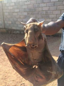 A hammer head bat, the creepiest animal on the planet?