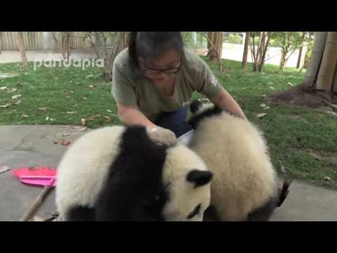 Zookeeper attempts to clean leaves from panda exhibit