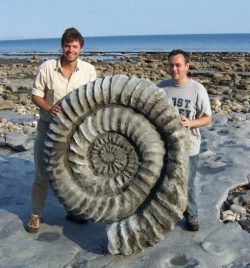 The size that ammonites could assume 400 million years ago