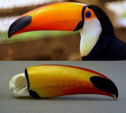 A Toucans skull