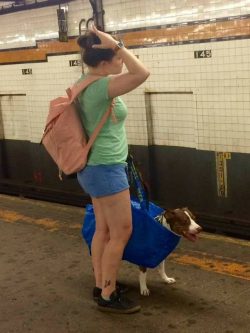 They banned dogs on the subway unless they can fit in a bag…