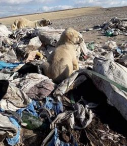 Thousands of dogs are left to die at this Turkish landfill every year