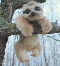 So George Lucas mustve got his inspiration for Ewoks from Baby Sloths