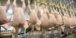 UK to accept chicken washed in chlorine, and beef and pork fed with growth-promoting hormones am ...