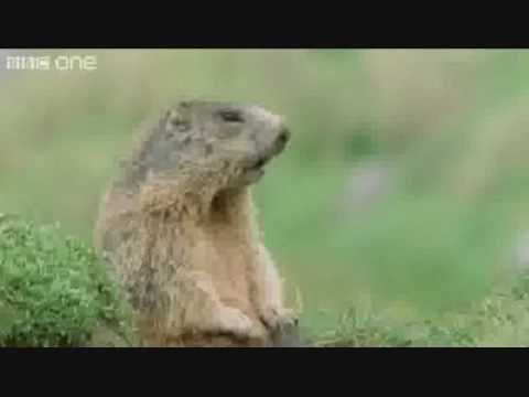The “Alan Alan Alan” Marmot on the BBC!