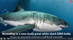 Great white shark DNA holds clues to prevent cancers and heal wounds