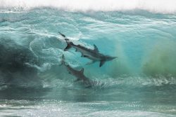 Caught by a drone photographer, sharks in a wave