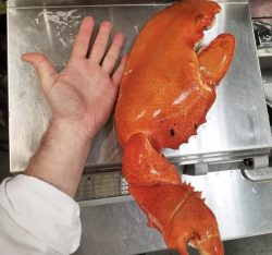 I wouldnt want to meet the rest of THAT lobster
