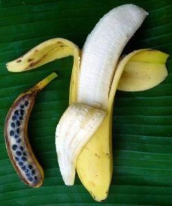 A natural “wild” banana on the left and the genetically modified bananas we buy today.