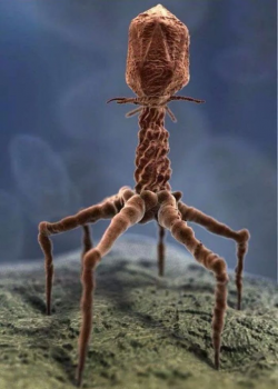 This is a processed image of an actual virus via electron microscope.