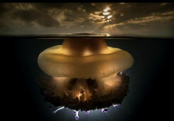 This jellyfish looks like a thunderstorm