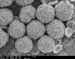 Chalk under an electron microscope!