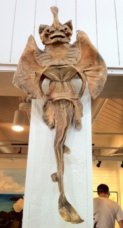 A dried stingray