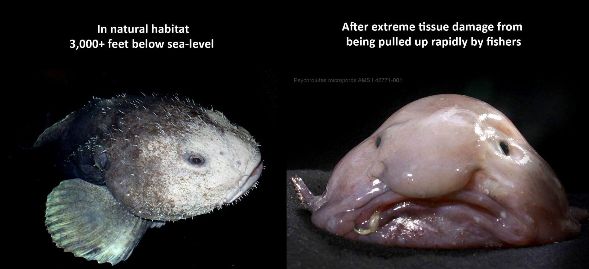 Blobfish with and without water pressure