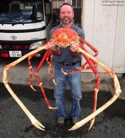 giant Japanese spider crab