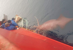 That’s a big squid