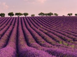 French Lavender fields