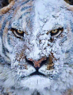 Never throw a snowball at a tiger