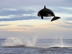 This orca was photographed while chasing a dolphin. It’s estimated that orcas can jump bet ...