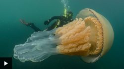 Giant jellyfish spotted off Cornwall coast