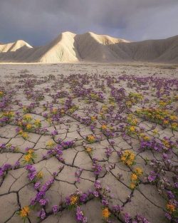 Atacama desert in Chile
