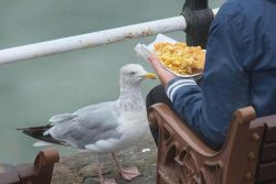 Staring down seagulls can stop them stealing your chips