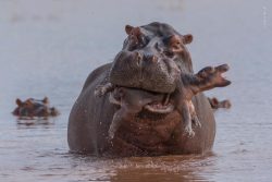 Bull Hippo kills a calf due to limited watering hole space