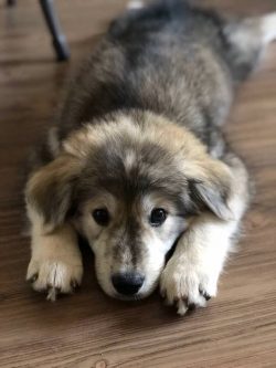 Half malamute, half golden retriever