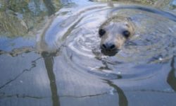 The RSPCA rescues one seal – and condones the killing of many others