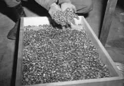 Wedding rings taken from victims during the holocaust
