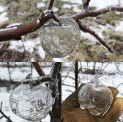 These are known as ”Ghost Apples”. They are created when freezing rain coats rotting apples, and ...