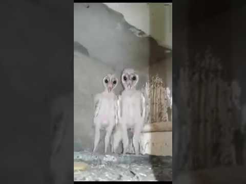 Barn owls mistaken for aliens in India’s Visakhapatnam