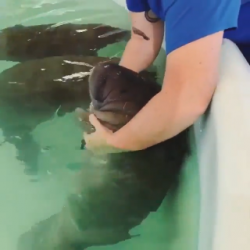 How orphaned baby manatees are fed