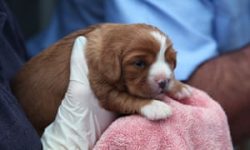 Western Australia to ban puppy farms and sale of puppies from pet shops