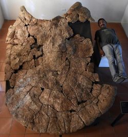 Fossils found of car-sized turtles that once roamed South America