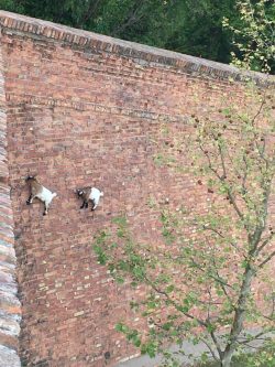 So apparently the laws of physics do not apply to goats