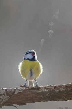 A Blue Tit’s morning song visible in the cold air
