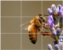 The Rule of Thirds is perhaps the most well-known ‘rule’ of photographic composition.