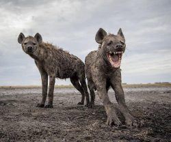 Hyenas – Lovable Murder Dogs