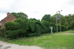 Topiary Dragon cut into hedge